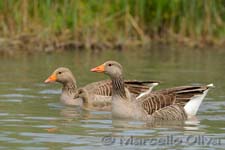 Greylag Goose, Oca selvatica - Anser anser, Pont de Gau