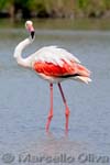 Greater Flamingo, Fenicottero - Phoenicopterus roseus, Pont de Gau