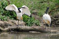 African Sacred Ibis, Ibis sacro - Threskiornis aethiopicus, Pont de Gau