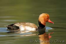 Red-crested Pochard, Fistione turco - Netta rufina, Pont de Gau