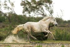 Camargue horse - cavallo Camargue, Mas de la Fouque