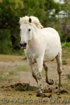 Camargue horse - cavallo Camargue, Mas de la Fouque