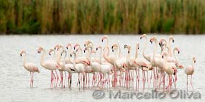 Greater Flamingo, Fenicottero - Phoenicopterus roseus, Pont de Gau