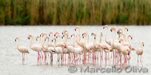 Greater Flamingo, Fenicottero - Phoenicopterus roseus, Pont de Gau