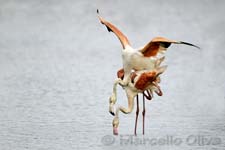 Greater Flamingo, Fenicottero - Phoenicopterus roseus, Pont de Gau