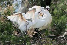 Little Egret, Garzetta - Egretta garzetta, Pont de Gau