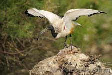 African Sacred Ibis, Ibis sacro - Threskiornis aethiopicus, Pont de Gau