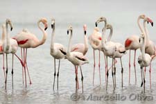 Greater Flamingo, Fenicottero - Phoenicopterus roseus, Pont de Gau