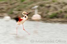 Greater Flamingo, Fenicottero - Phoenicopterus roseus, Pont de Gau