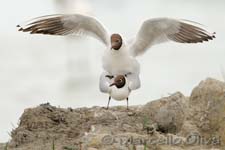 Mediterranean Gull, Gabbiano corallino - larus melanocephalus, Pont de Gau