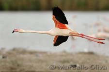 Greater Flamingo, Fenicottero - Phoenicopterus roseus, Pont de Gau