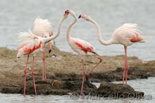 Greater Flamingo, Fenicottero - Phoenicopterus roseus, Pont de Gau