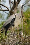 Grey Heron, Airone cenerino - Ardea cinerea, Pont de Gau