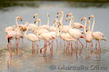 Greater Flamingo, Fenicottero - Phoenicopterus roseus, Pont de Gau