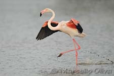 Greater Flamingo, Fenicottero - Phoenicopterus roseus, Pont de Gau