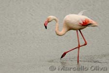 Greater Flamingo, Fenicottero - Phoenicopterus roseus, Pont de Gau