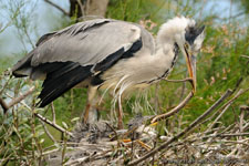 Grey Heron, Airone cenerino - Ardea cinerea, Pont de Gau