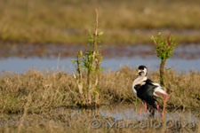 Black-winged Stilt mating - Accoppiamento Cavalieri d'Italia