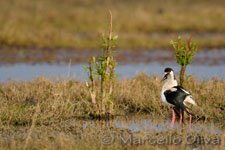 Black-winged Stilt mating - Accoppiamento Cavalieri d'Italia