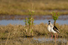 Black-winged Stilt mating - Accoppiamento Cavalieri d'Italia