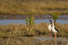 Black-winged Stilt mating - Accoppiamento Cavalieri d'Italia