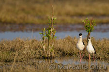 Black-winged Stilt mating - Accoppiamento Cavalieri d'Italia