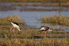 Black-winged Stilt mating - Accoppiamento Cavalieri d'Italia