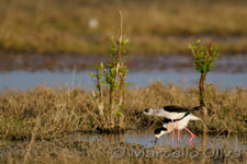 Black-winged Stilt mating - Accoppiamento Cavalieri d'Italia