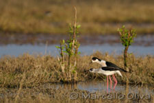 Black-winged Stilt mating - Accoppiamento Cavalieri d'Italia