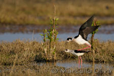 Black-winged Stilt mating - Accoppiamento Cavalieri d'Italia