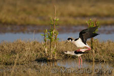 Black-winged Stilt mating - Accoppiamento Cavalieri d'Italia