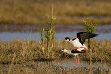 Black-winged Stilt mating - Accoppiamento Cavalieri d'Italia