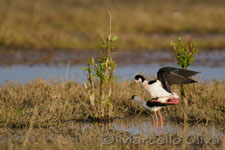 Black-winged Stilt mating - Accoppiamento Cavalieri d'Italia