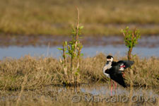 Black-winged Stilt mating - Accoppiamento Cavalieri d'Italia