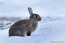 European rabbit, Coniglio selvatico europeo - Oryctolagus cuniculus