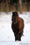 Pony