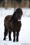 Pony