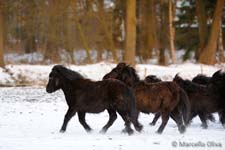 Pony