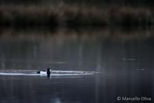 Tufted Duck, Moretta dal Ciuffo - Aythya fuligula