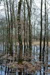 Trees, Alberi