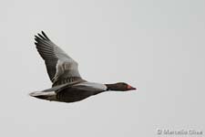 Greylag Goose, Oca selvatica - Anser anser