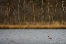 Great Crested Grebe, Svasso maggiore - Podiceps cristatus