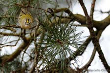 Goldcrest, Regolo comune - Regulus regulus