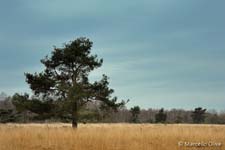 Landscape, paesaggio