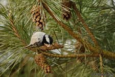 Coal Tit, Cincia mora - Parus ater