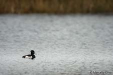 Tufted Duck, Moretta dal Ciuffo - Aythya fuligula