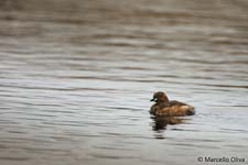 Little Grebe, Tuffetto - Tachybaptus ruficollis