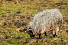 Sheep, Pecora