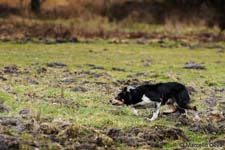 Border collie
