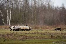 Sheeps with Border collie, Pecore con Border collie
